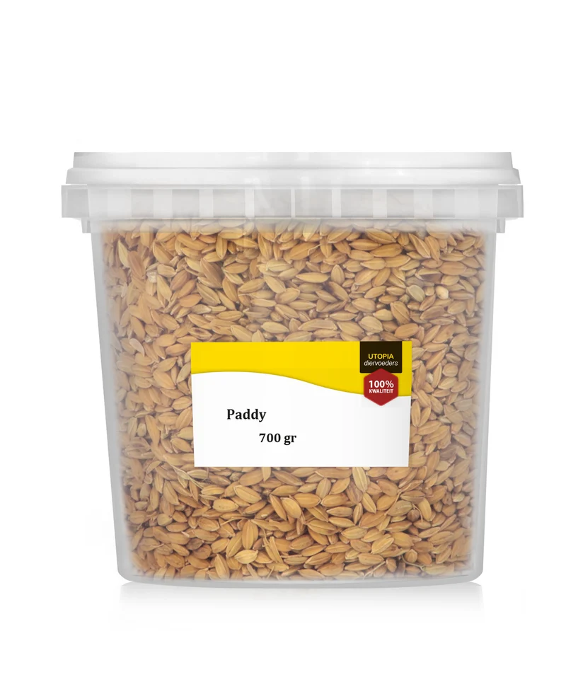 Paddy