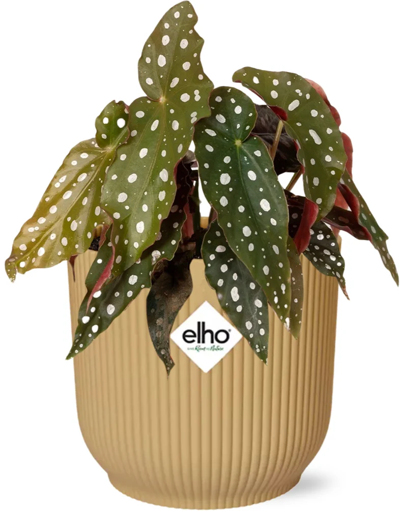 Begonia Maculata + ELHO Vibes Fold 14cm geel