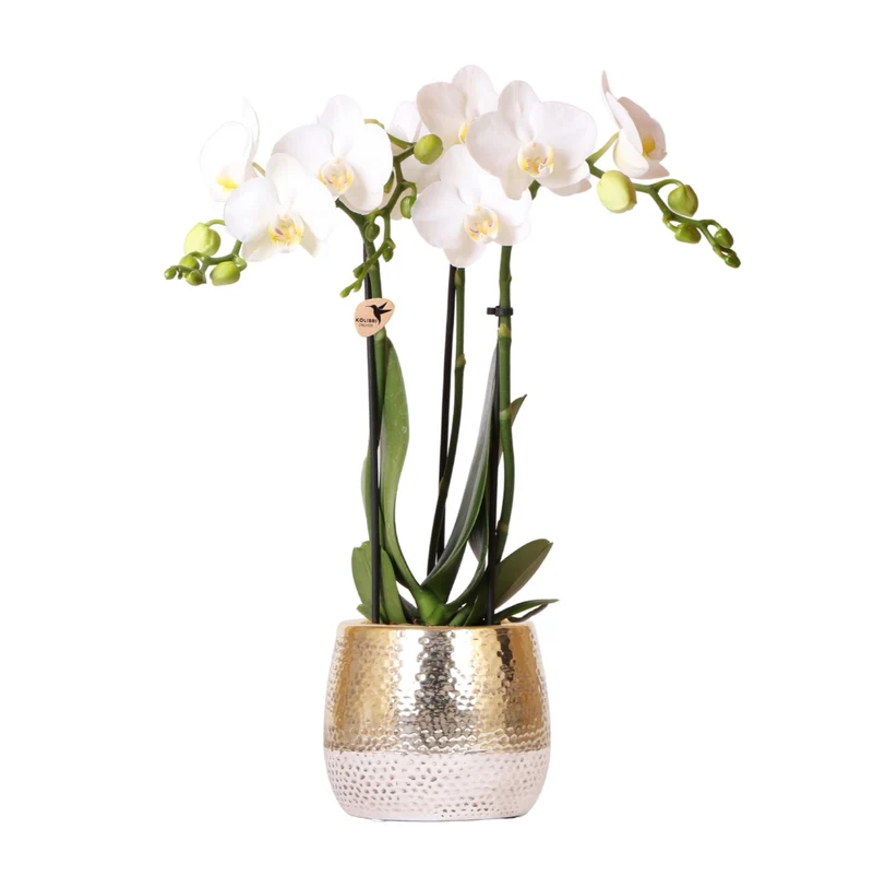 Kolibri Orchids | Witte Phalaenopsis Amabilis + Elite sierpot goud | Ø9 cm | 40 cm