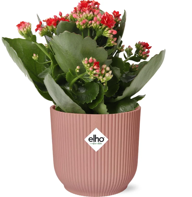 Mother's Day - Kalanchoe Rosalina Don Justino Rood + ELHO Vibes Fold 14cm roze