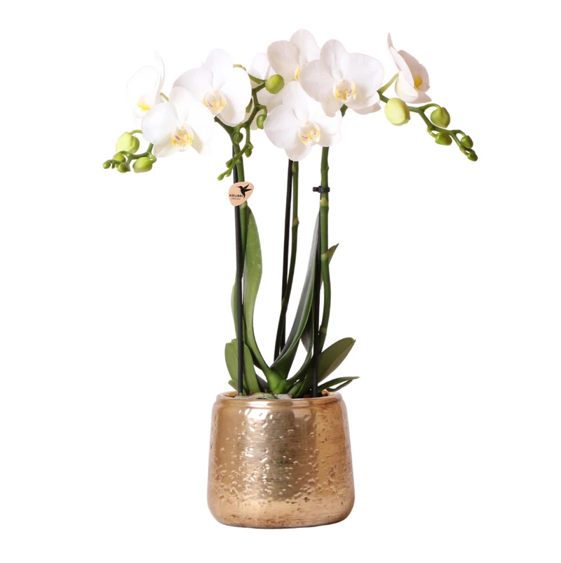 Kolibri Orchids | Witte Phalaenopsis Amabilis + Luxury sierpot goud | Ø9 cm | 40 cm