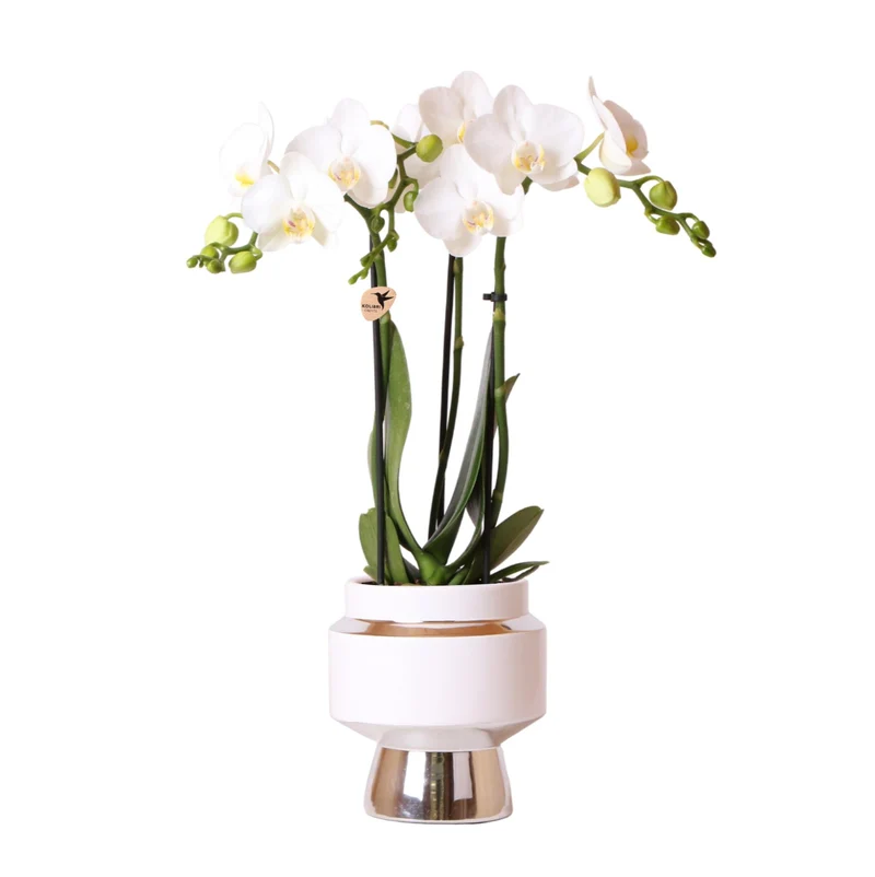 Kolibri Orchids | Witte Phalaenopsis Amabilis + Le Chic sierpot zilver | Ø9 cm | 40 cm