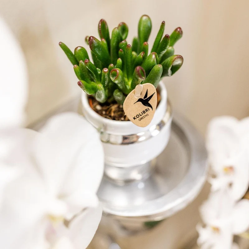 Kolibri Greens | Succulenten set van 2 planten in zilveren Le Chic sierpotten - keramiek potmaat Ø9cm