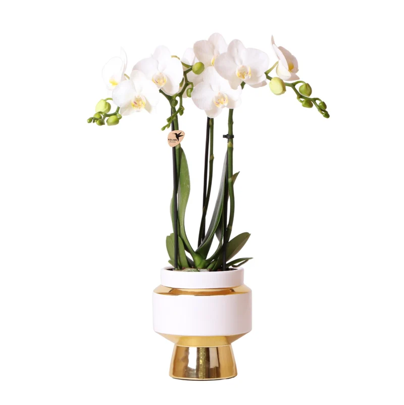 Kolibri Orchids | Witte Phalaenopsis Amabilis + Le Chic sierpot goud | Ø9 cm | 40 cm