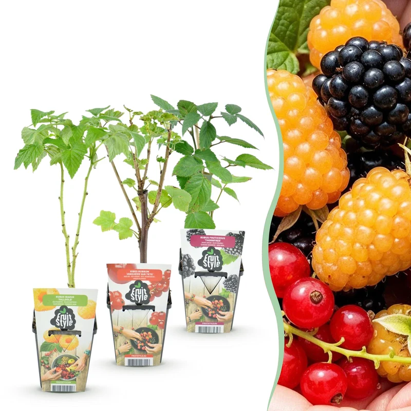 Green boutiQ - Fruitplanten - Tricolour - Rode Bes - Gele Framboos - Zwarte Braam - Winterhard - 3 Planten - Pot 9cm