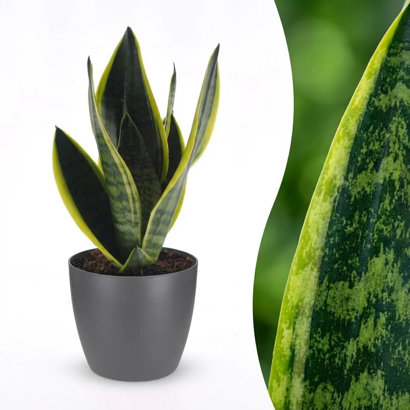 Green boutiQ - Sansevieria Future Superb - Vrouwentong - 1 Plant - met Potter Grijs - Pot 12cm - Hoogte - 35cm
