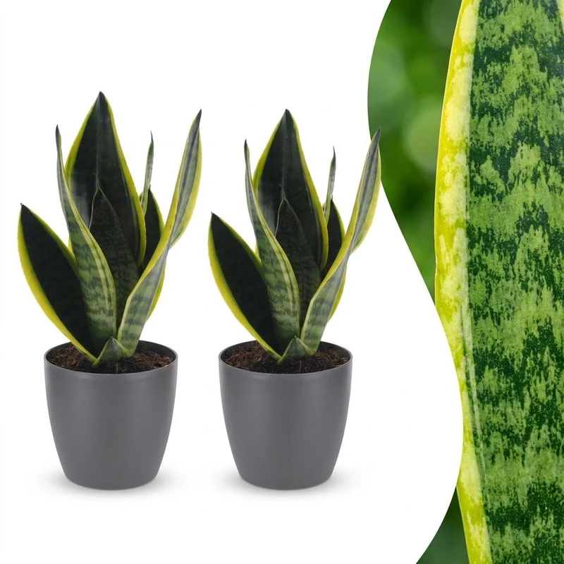Green boutiQ - Sansevieria Future Superb - Vrouwentong - 2 Planten - met Potter Grijs - Pot 12cm - Hoogte - 35cm