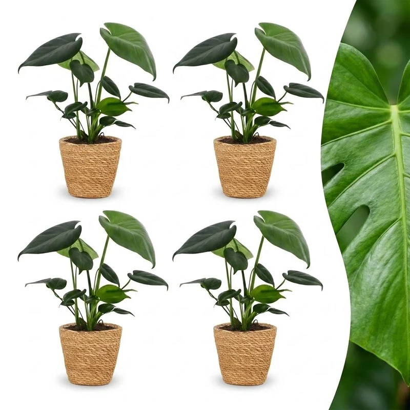 Green boutiQ - Monstera Deliciosa - Gatenplant - 4 Planten - met Mand - Pot 12cm - Hoogte 30cm