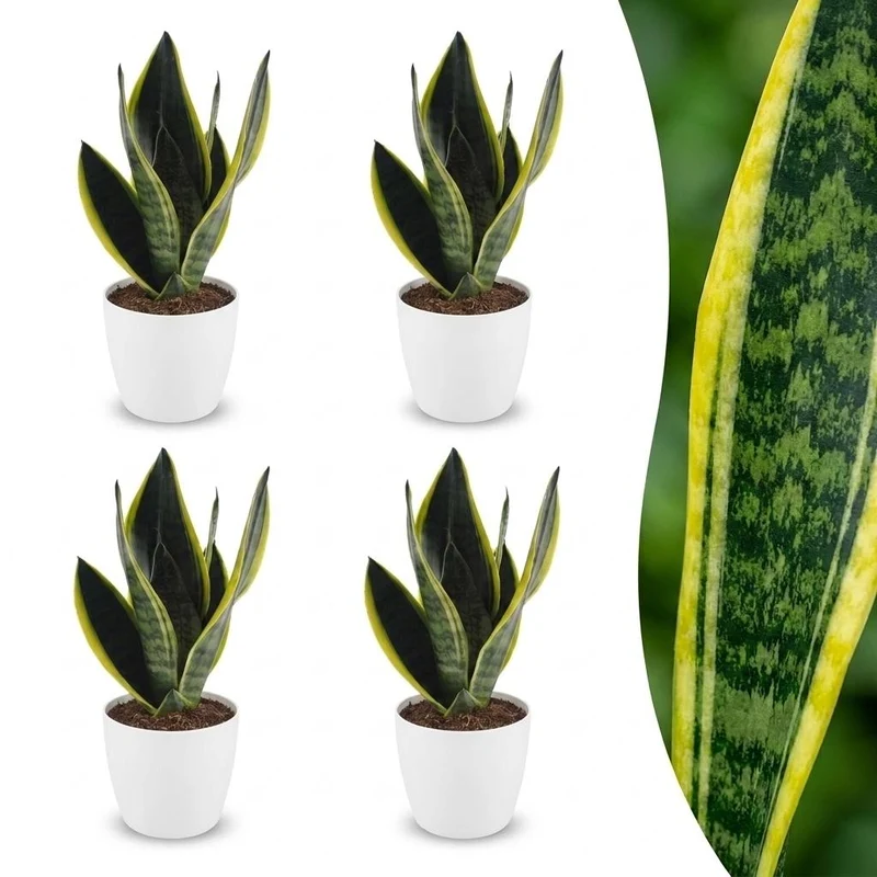Green boutiQ - Sansevieria Future Superb - Vrouwentong - 4 Planten - met Potter Wit - Pot 12cm - Hoogte - 35cm