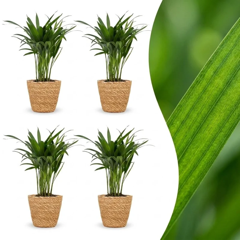 Green boutiQ - Areca Lutescens - Goudpalm - 4 Planten - met Mand - Pot 12cm - Hoogte - 45cm