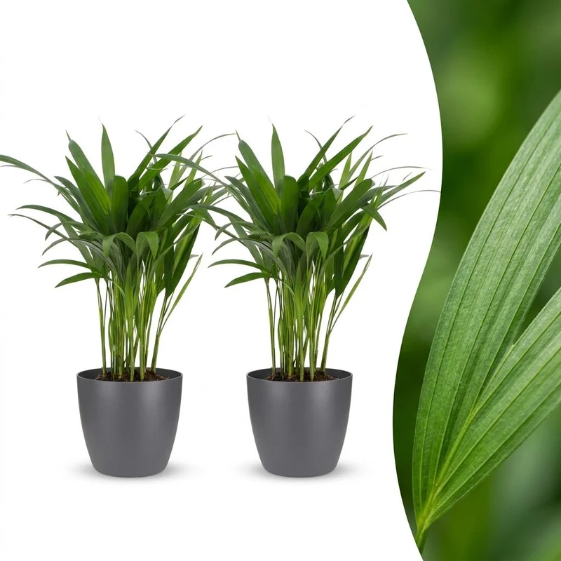 Green boutiQ - Areca Lutescens - Goudpalm - 2 Planten - met Potter Grijs - Pot 12cm - Hoogte - 45cm