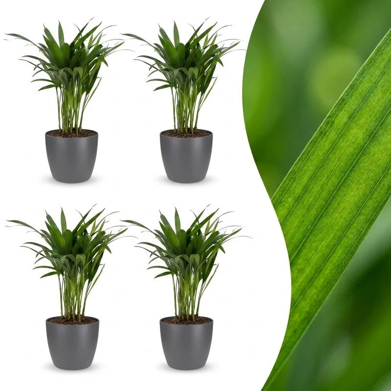 Green boutiQ - Areca Lutescens - Goudpalm - 4 Planten - met Potter Grijs - Pot 12cm - Hoogte - 45cm