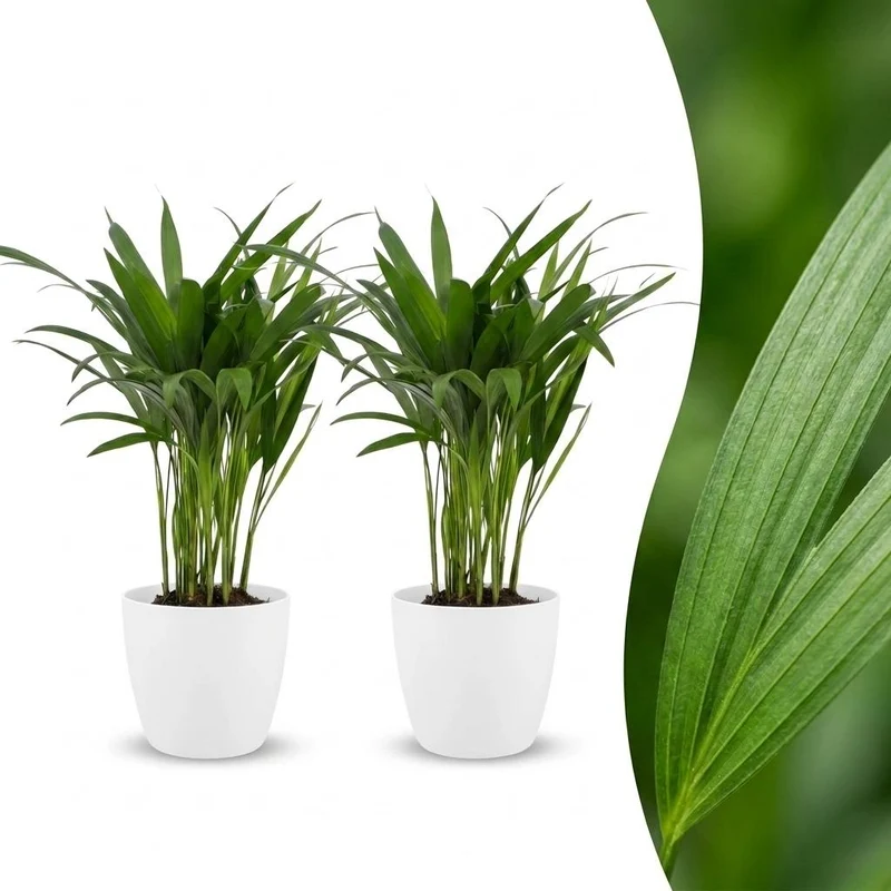 Green boutiQ - Areca Lutescens - Goudpalm - 2 Planten - met Potter Wit - Pot 12cm - Hoogte - 45cm