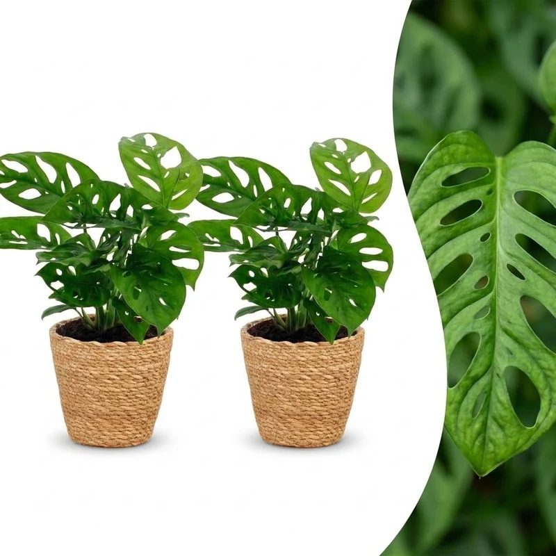 Green boutiQ - Monstera Adansonii - Rhaphidophora Tetrasperma - 2 Planten - met Mand - Pot 12cm - Hoogte - 25cm