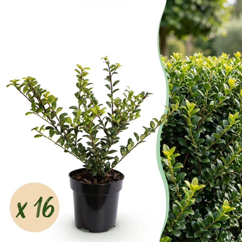 Green boutiQ - 16x Ilex crenata Covenxa - Japanse Hulst - Haagplanten - Groenblijvend - Groen - Pot 9cm - Hoogte 20-30cm