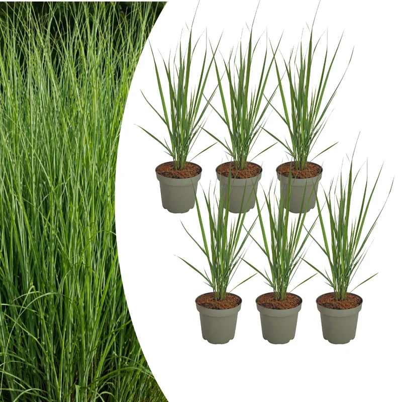 6x Panicum virgatum ‘Northwind’ – Sterk opgaand siergras met strakke groeivorm | Potmaat 12 cm