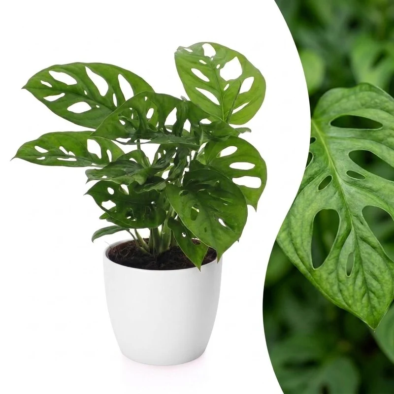 Green boutiQ - Monstera Adansonii - Rhaphidophora Tetrasperma - 1 Plant - met Potter Wit - Pot 12cm - Hoogte - 25cm