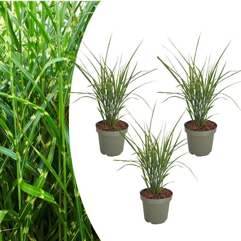 3x Miscanthus sinensis ‘Zebrinus’ – Opvallend zebragras met decoratief gestreept blad | Potmaat 12 cm