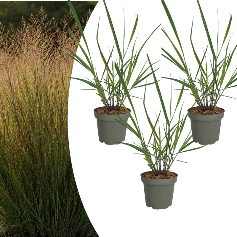 3x Panicum virgatum ‘Rotstrahlbusch’ – Siergras met warme herfstkleuren | Potmaat 12 cm