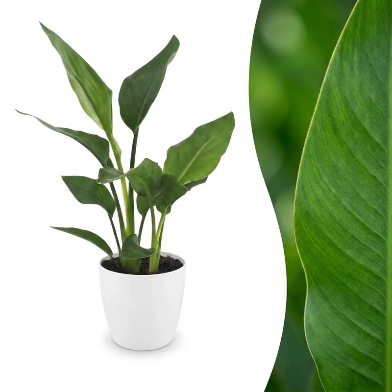 Green boutiQ - Strelitzia Reginea - Paradijsvogelbloem - 1 Plant - met Potter Wit - Pot 12cm - Hoogte - 35cm