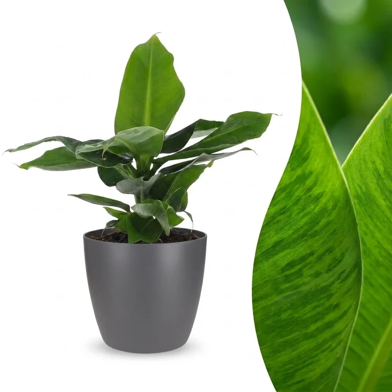 Green boutiQ - Musa Oriental Dwarf - Dwergbanaan - 1 Plant - met Potter Grijs - Pot 12cm - Hoogte - 30cm