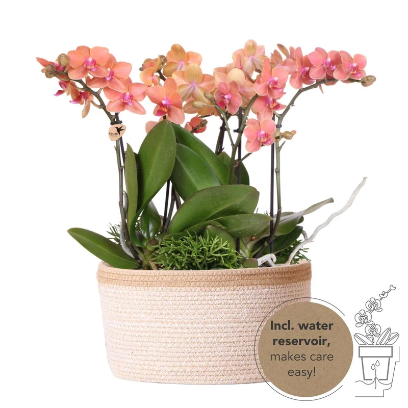 Kolibri Orchids | Oranje Jungle Bouquet in Cotton Basket | 3 orchideeën + 3 groene planten | waterreservoir
