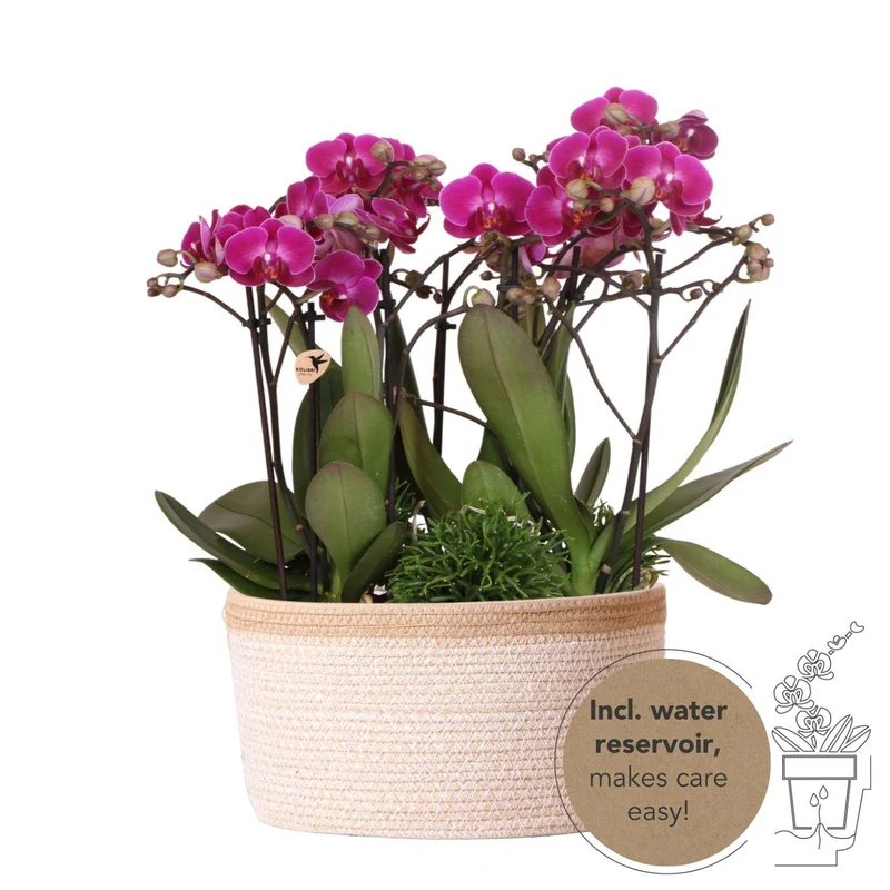 Kolibri Orchids | Paarse Jungle Bouquet in Cotton Basket | 3 orchideeën + 3 groene planten | waterreservoir