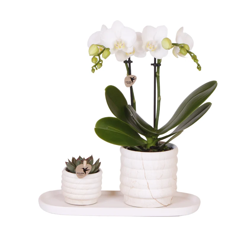 Kolibri Company | Slow Living Small | Witte Phalaenopsis Lausanne + succulent | keramieken sierpotten