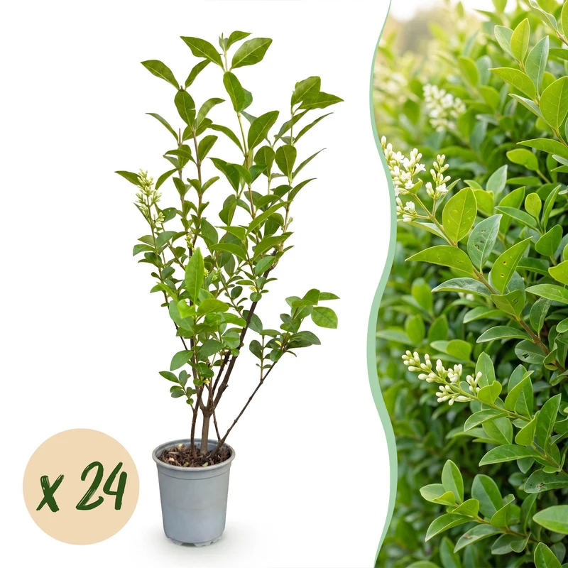 Green boutiQ - 24x Ligustrum ovalifolium - Gewone Liguster - Haagplanten - Groenblijvend - Groen - Pot 9cm - Hoogte 35-45cm
