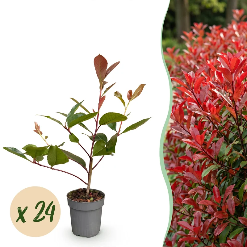 Green boutiQ - 24x Photinia fraseri Red Robin - Glansmispel - Haagplanten - Groenblijvend - Rood - Pot 9cm - Hoogte 25-35cm