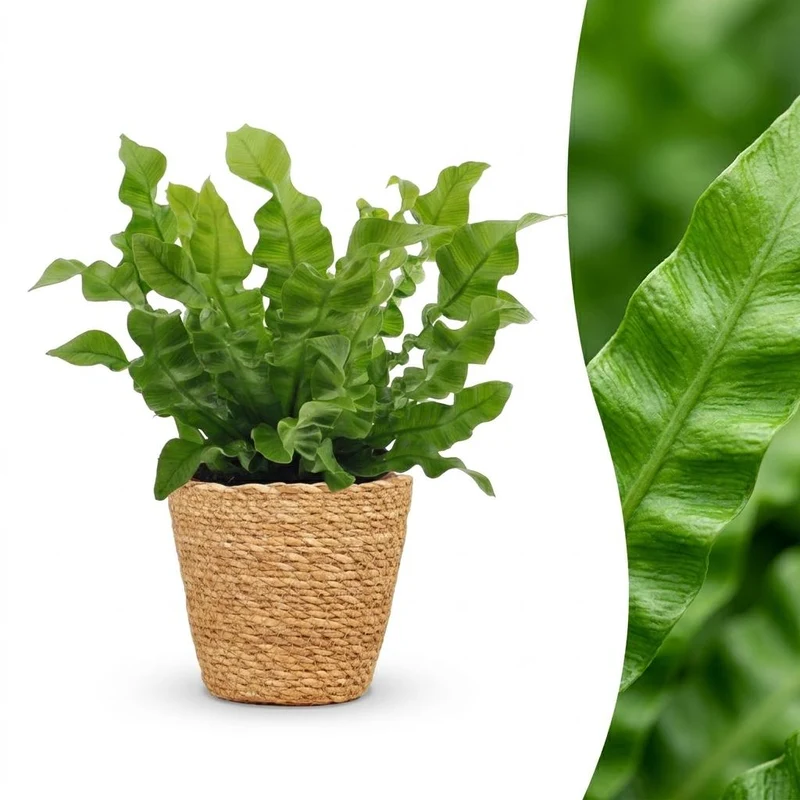 Green boutiQ - Asplenium Crispy Wave - Asplenium Crispy Wave - 1 Plant - met Mand - Pot 12cm - Hoogte - 30cm