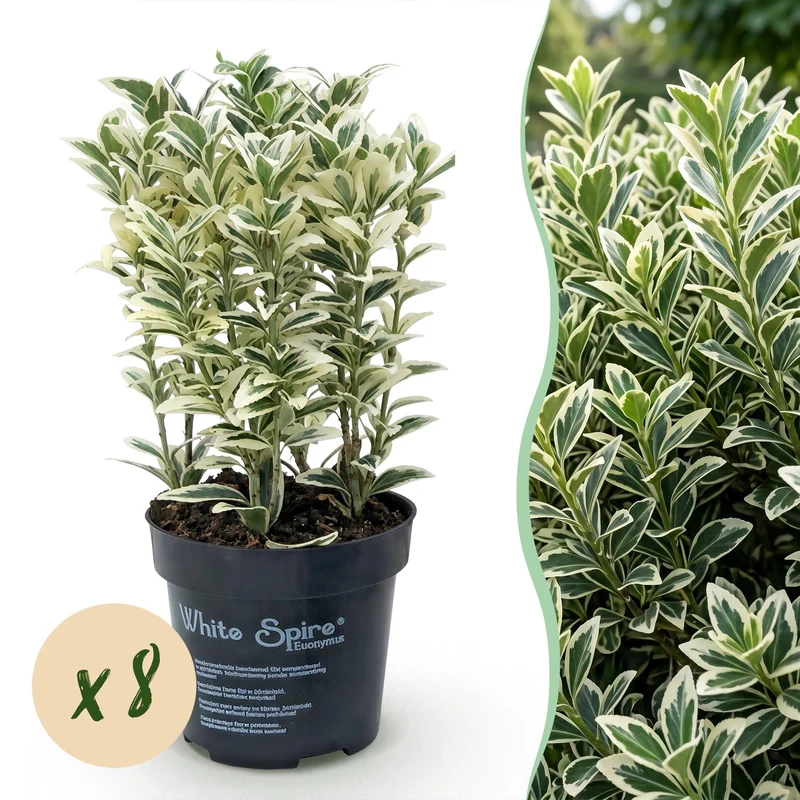 Green boutiQ - 8x Euonymus japonicus White Spire - Kardinaalsmuts - Haagplanten - Groenblijvend - Wit - Groen - Pot 9cm - Hoogte 20-30cm