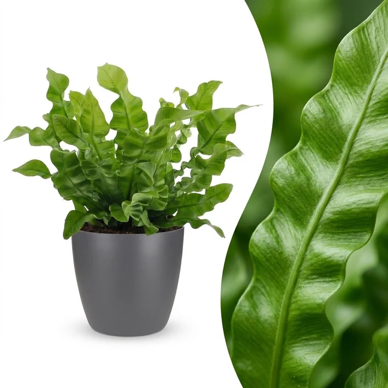 Green boutiQ - Asplenium Crispy Wave - Asplenium Crispy Wave - 1 Plant - met Potter Grijs - Pot 12cm - Hoogte - 30cm