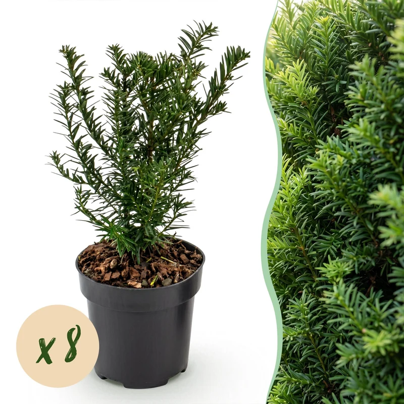 Green boutiQ - 8x Taxus baccata - Venijnboom - Haagplanten - Groenblijvend - Groen - Pot 9cm - Hoogte 20-30cm