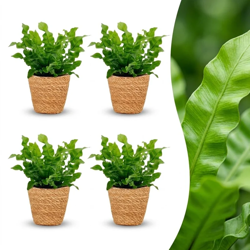Green boutiQ - Asplenium Crispy Wave - Asplenium Crispy Wave - 4 Planten - met Mand - Pot 12cm - Hoogte - 30cm