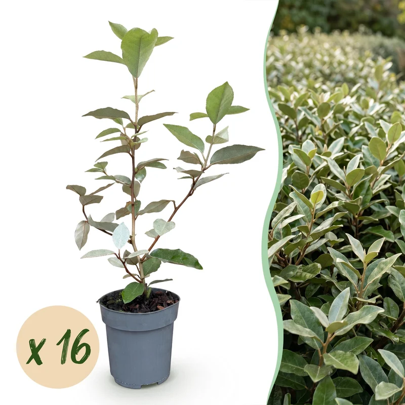 Green boutiQ - 16x Eleagnus ebbingei Compacta - Olijfwilg - Haagplanten - Groenblijvend - Grijs - Pot 9cm - Hoogte 25-35cm