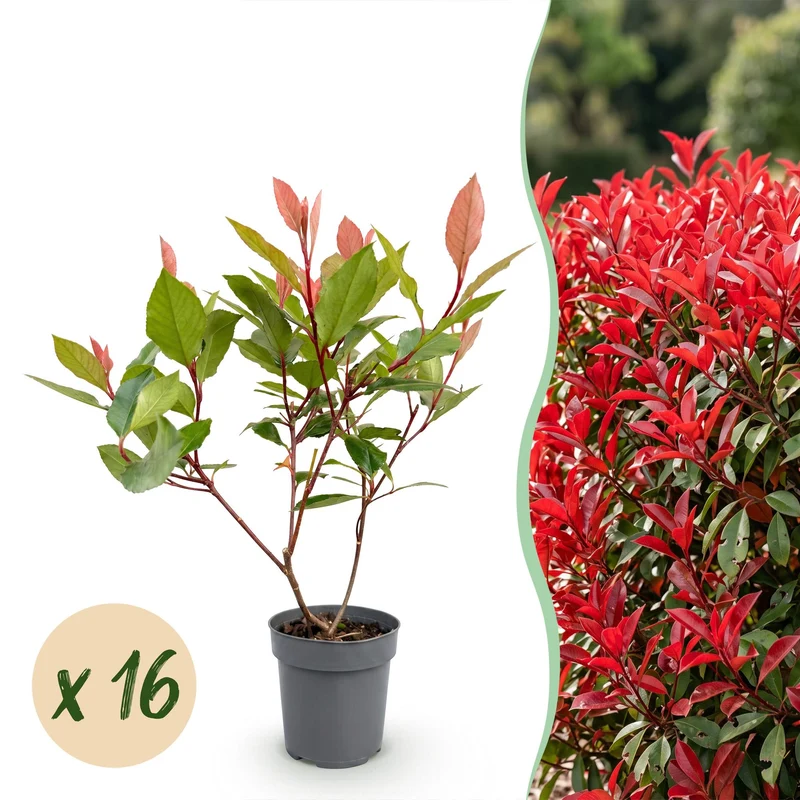 Green boutiQ - 16x Photinia fraseri Little Red Robin - Glansmispel - Haagplanten - Groenblijvend - Rood - Pot 9cm - Hoogte 25-35cm