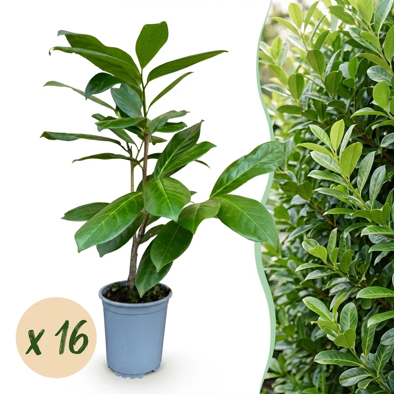 Green boutiQ - 16x Prunus laur. Rotundifolia - Laurierkers - Haagplanten - Groenblijvend - Groen - Pot 9cm - Hoogte 25-35cm