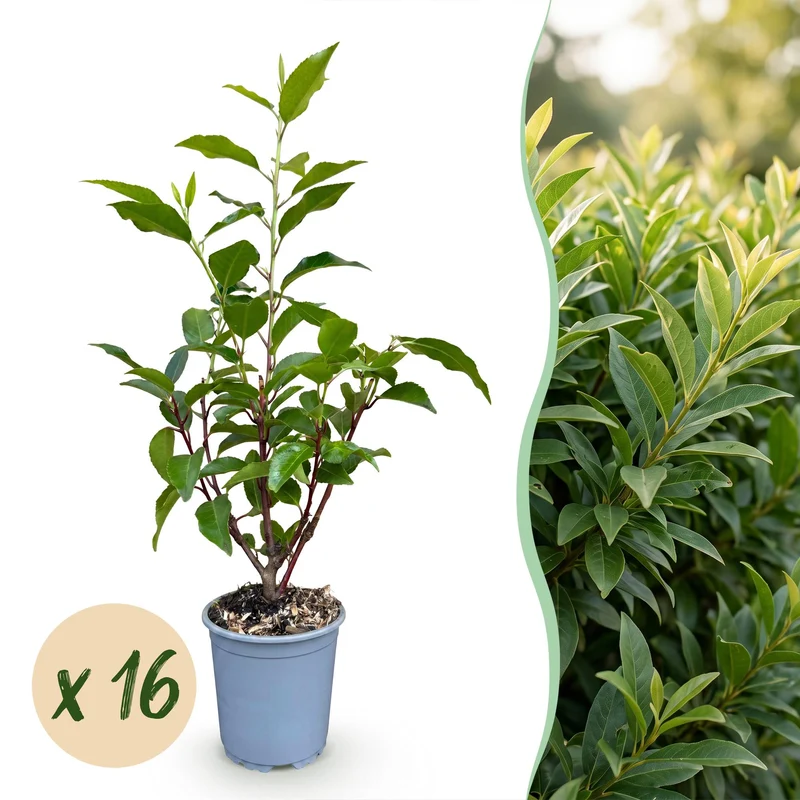 Green boutiQ - 16x Prunus lusitanica Angustifolia - Portugese Laurier - Haagplanten - Groenblijvend - Groen - Pot 9cm - Hoogte 25-35cm