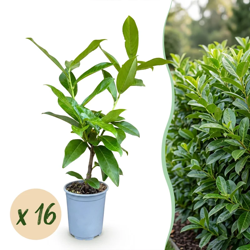 Green boutiQ - 16x Prunus laur. Novita - Laurierkers - Haagplanten - Groenblijvend - Groen - Pot 9cm - Hoogte 25-35cm