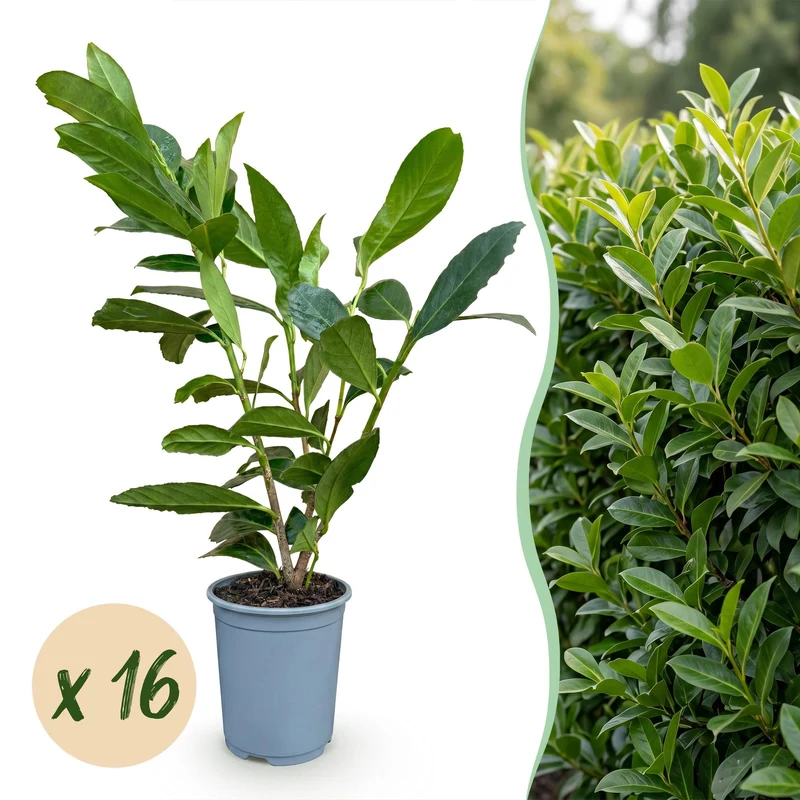 Green boutiQ - 16x Prunus laur. Caucasica - Laurierkers - Haagplanten - Groenblijvend - Groen - Pot 9cm - Hoogte 25-35cm