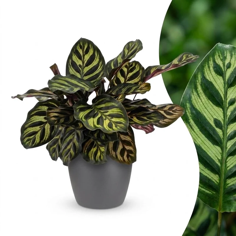 Calathea Makoyana - Pauwenplant - 1 Plant - met Potter Grijs - Pot 12cm - Hoogte - 25cm