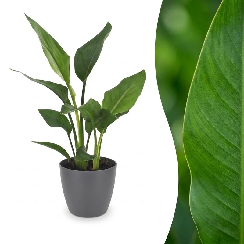 Strelitzia Reginea - Paradijsvogelbloem - 1 Plant - met Potter Grijs - Pot 12cm - Hoogte - 35cm