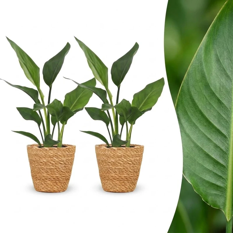 Strelitzia Reginea - Paradijsvogelbloem - 2 Planten - met Mand - Pot 12cm - Hoogte - 35cm
