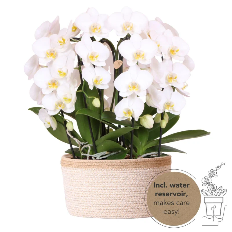 Kolibri Orchids | Witte orchideeënset Niagara Fall in Cotton Basket met waterreservoir