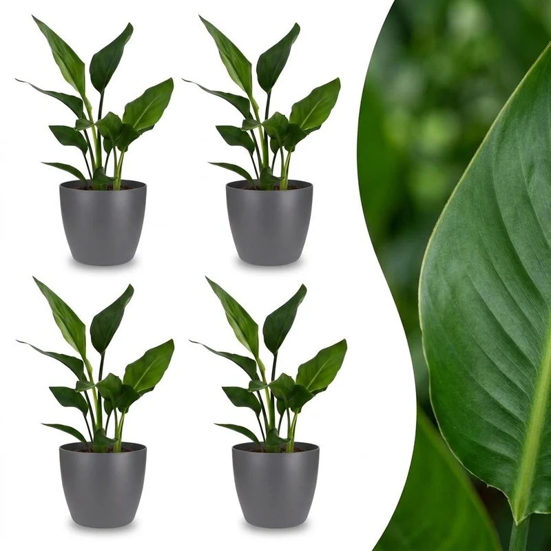 Strelitzia Reginea - Paradijsvogelbloem - 4 Planten - met Potter Grijs - Pot 12cm - Hoogte 35cm