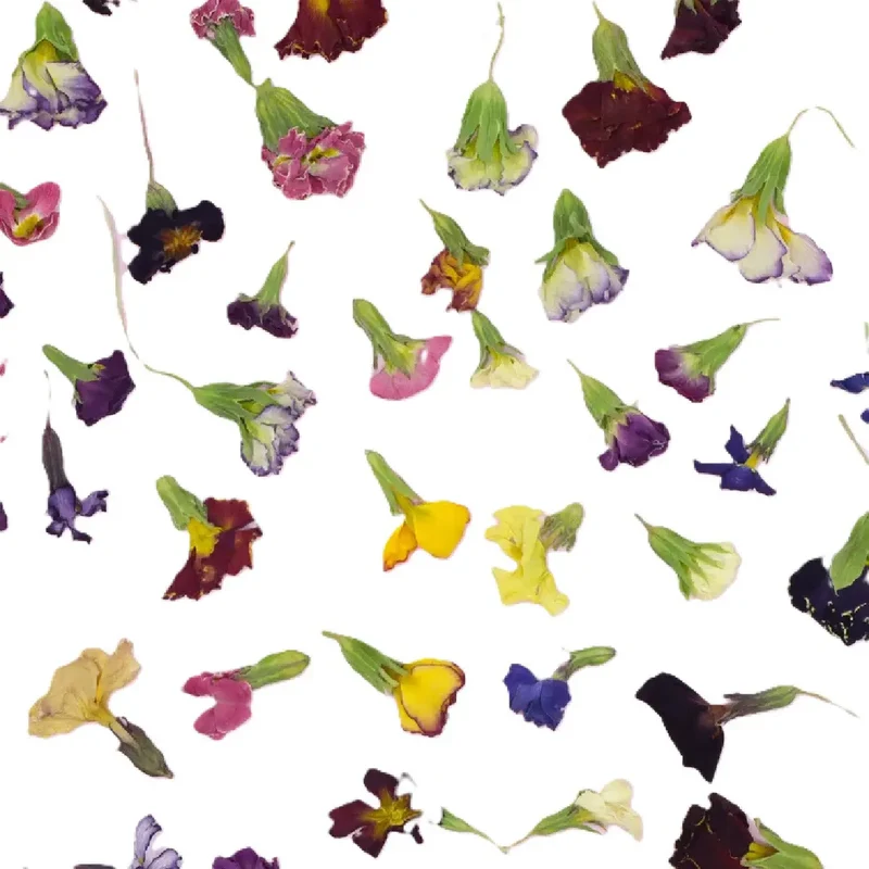 Eetbare Gedroogde Primula (50 stuks)